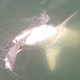 Scientists with the Shark Survey at the Virginia Institute of Marine Science estimate the mature male great white shark was between 12 and 13 feet long. Here it tries to nip a 4-foot blacktip shark also caught on the VIMS longline survey approximately 3.5 miles off the coast of Sandbridge, VA.
